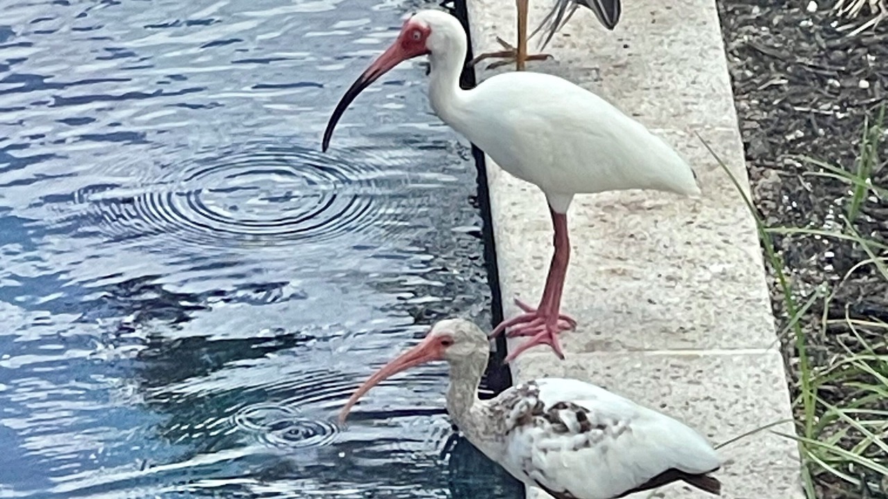 Photo of Others in Bokeelia