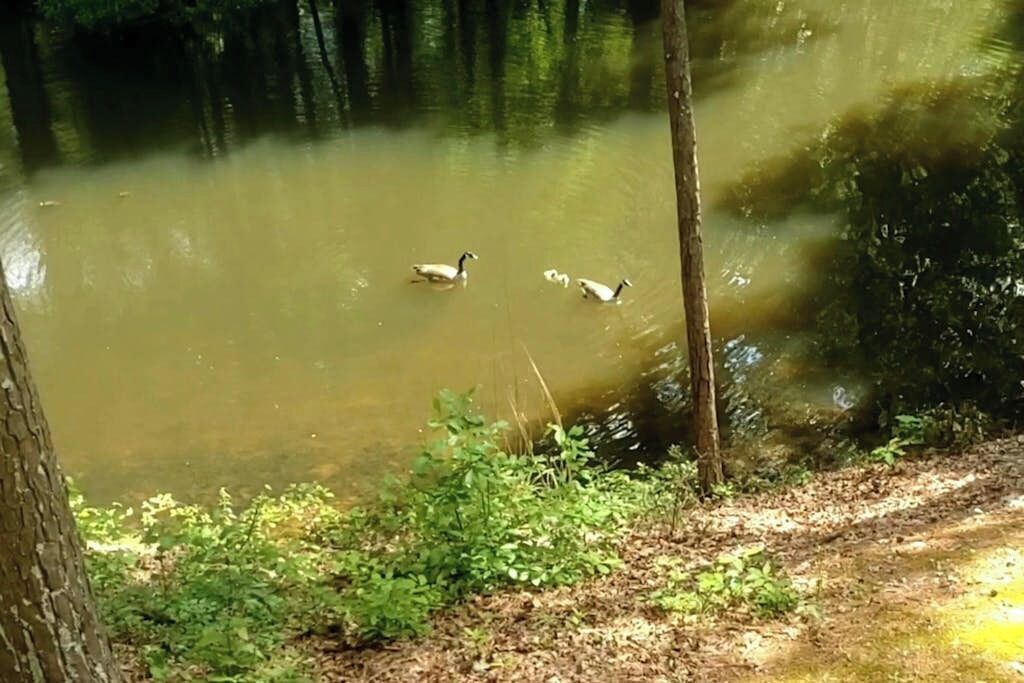 Photo of Others in Hot Springs Village