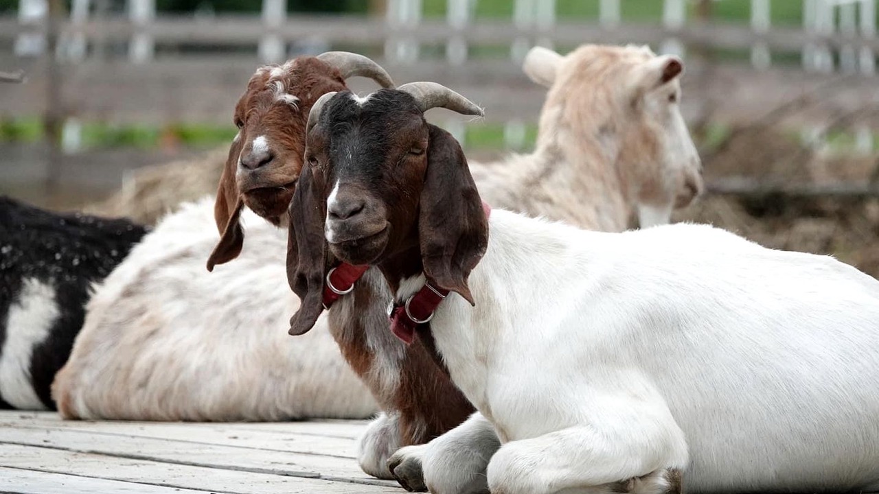 Photo of Others in Turner