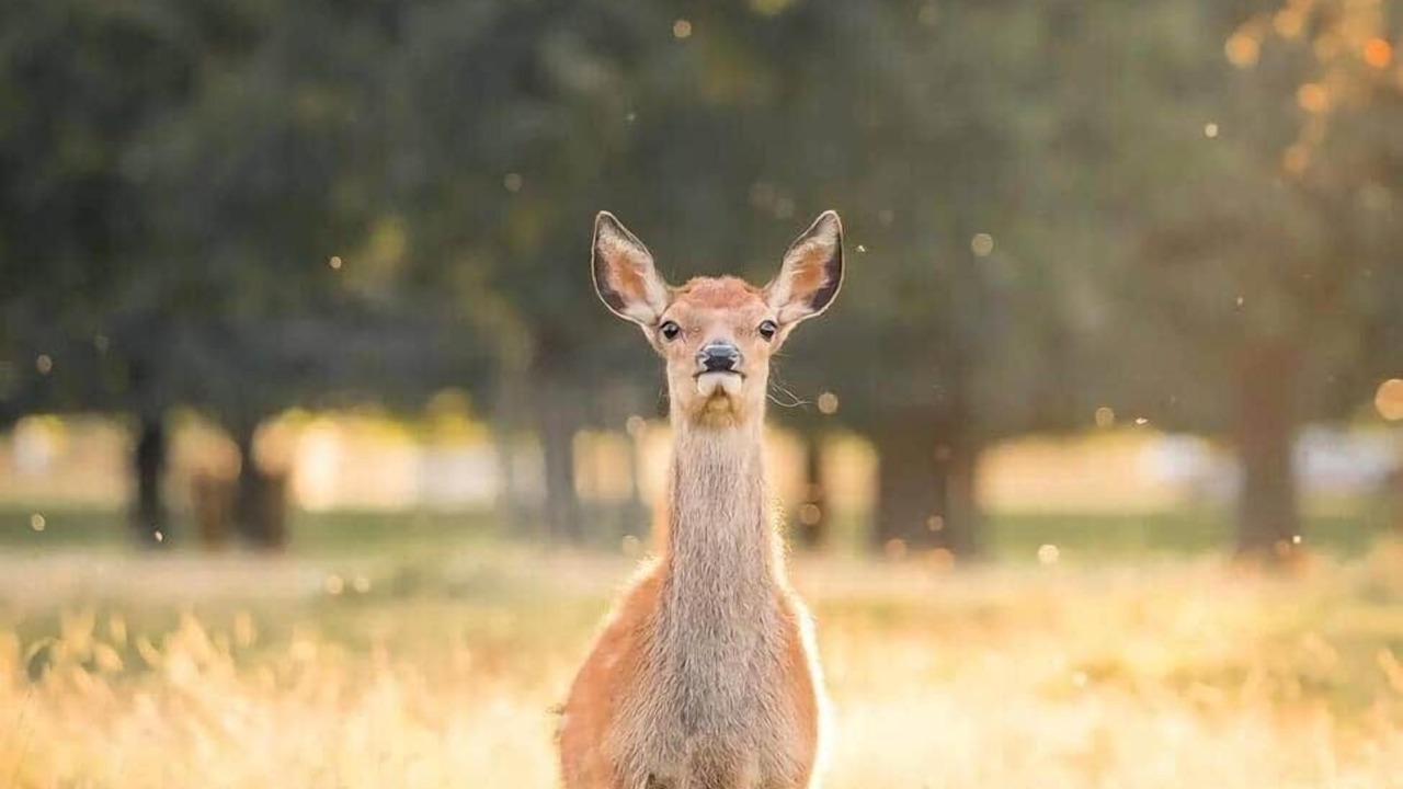 Photo of Others in Hampton Wick