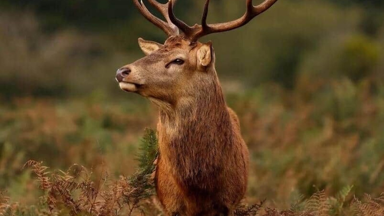 Photo of Others in Hampton Wick