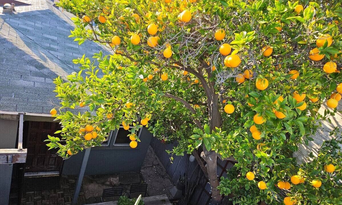 Photo of Outdoor in NoHo Arts District