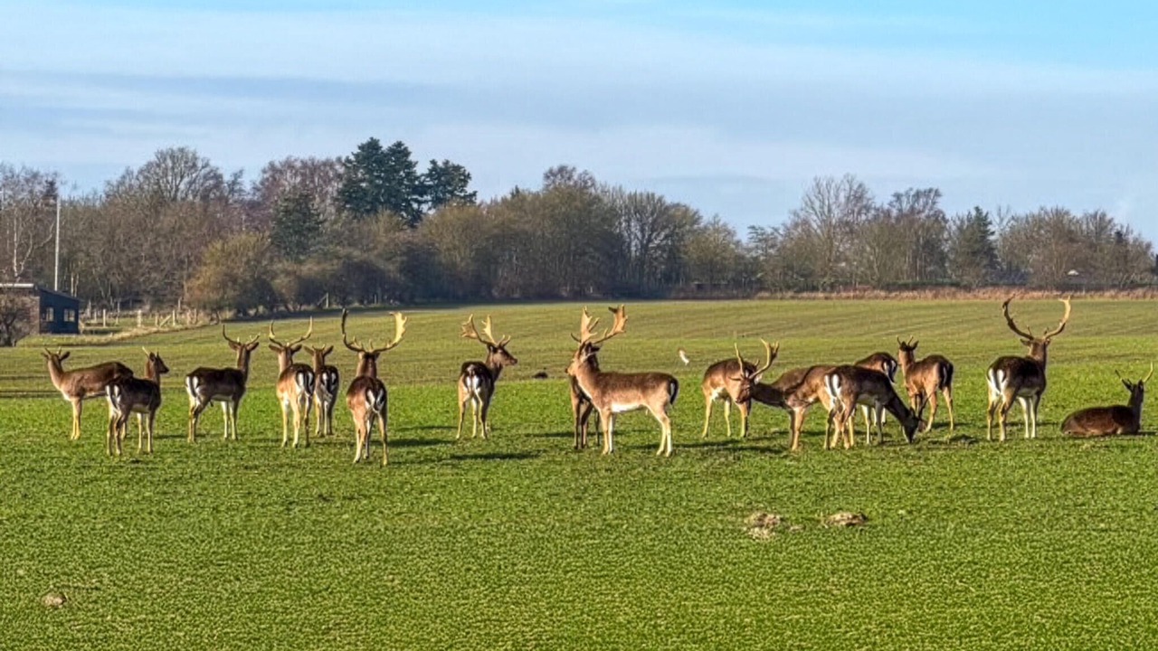 Photo of Others in Skaven Strand