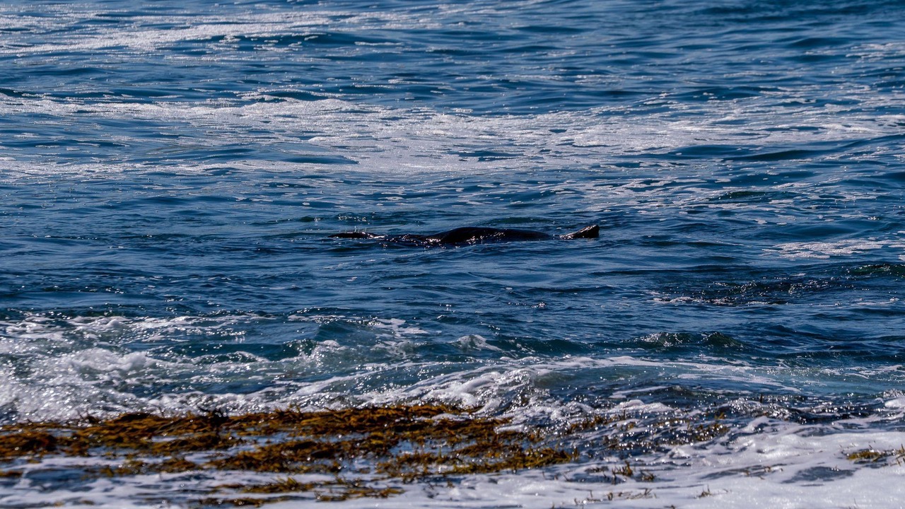 Photo of Others in Werri Beach