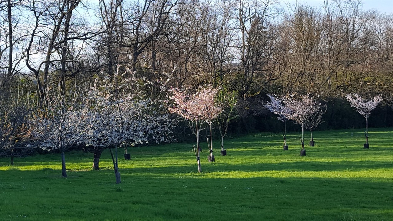 Photo of Outdoor in Aigrefeuille