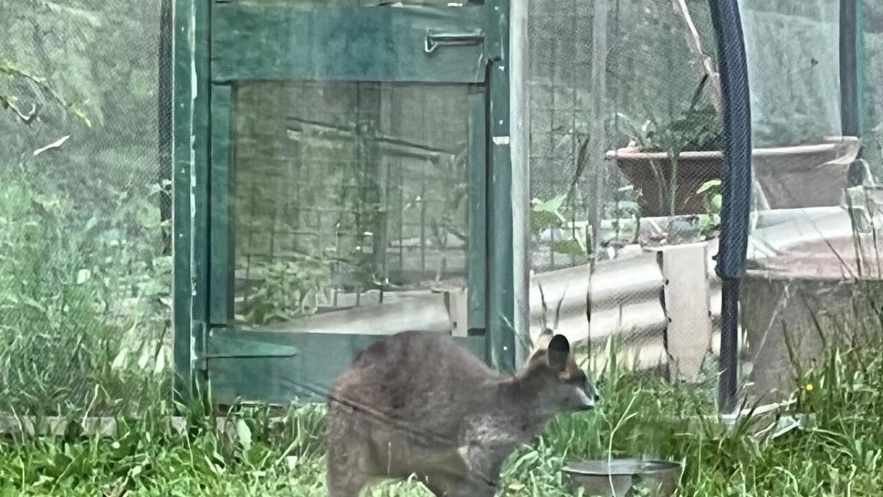 Photo of Others in Noojee