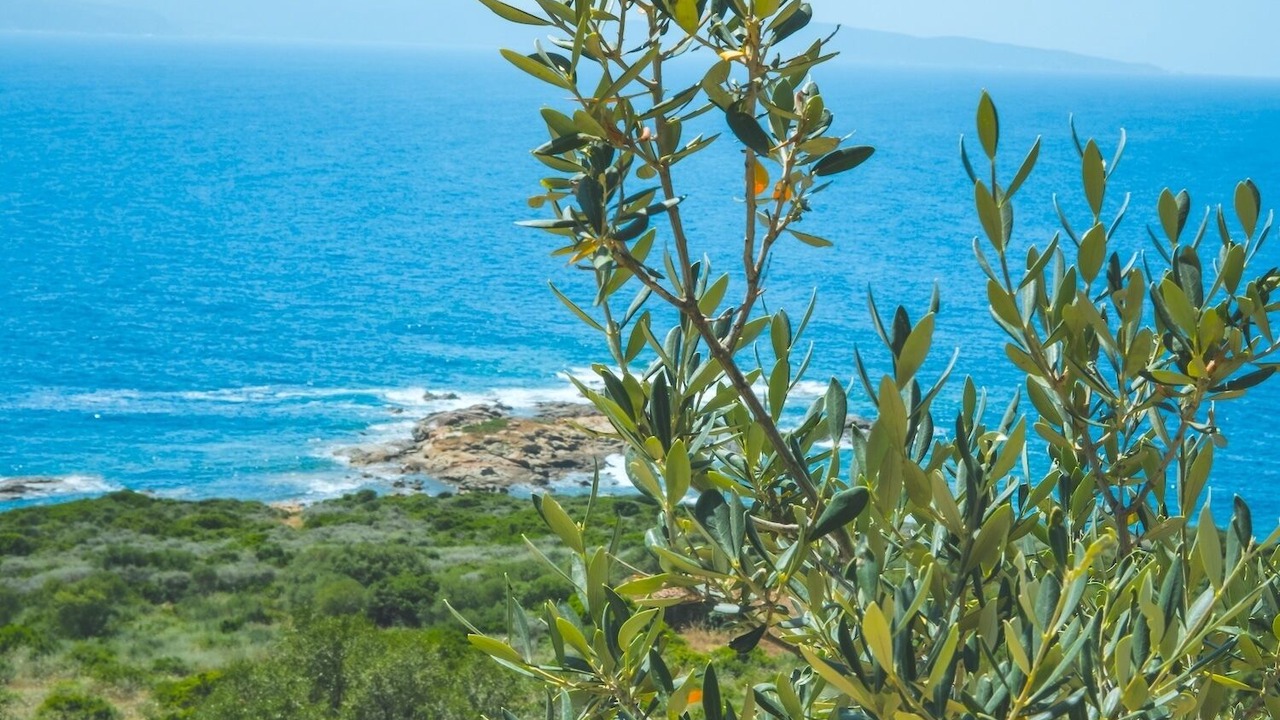 Photo of Others in Cargese