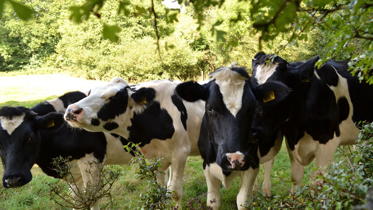 Photo of Outdoor in Cleeve