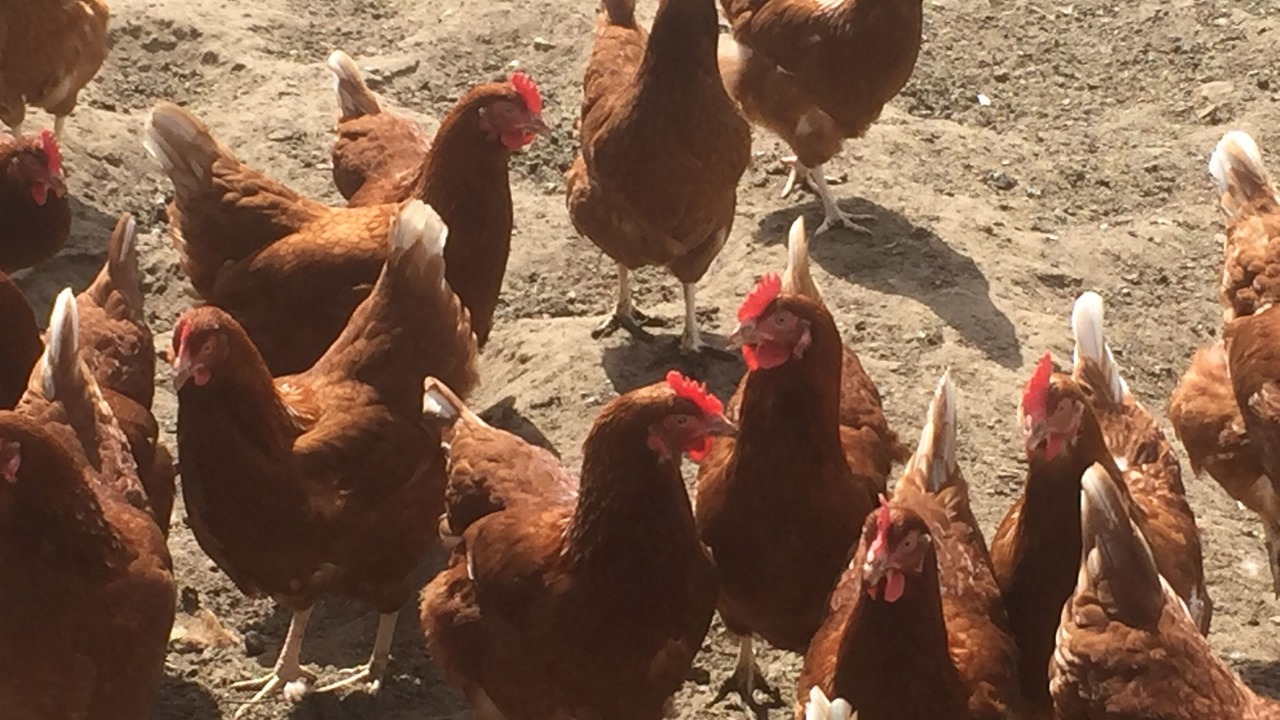 Photo of Patio Balcony in Beccles