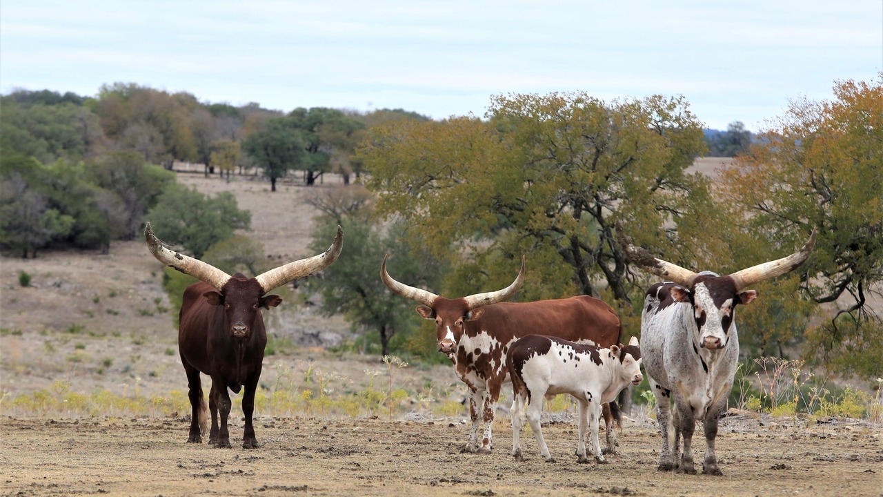 Photo of Others in Gatesville