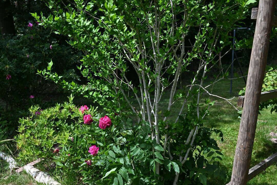 Photo of Outdoor in Labaroche