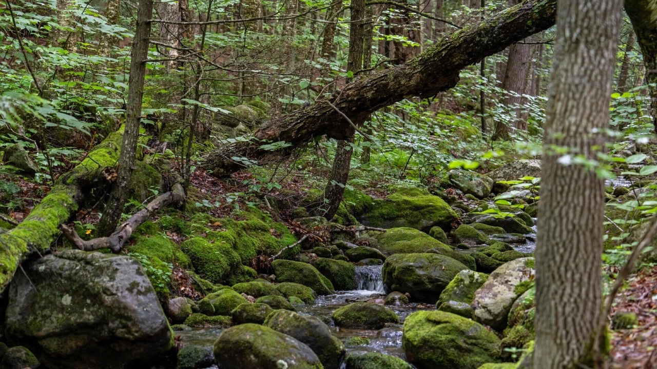 Photo of Others in Stoneham