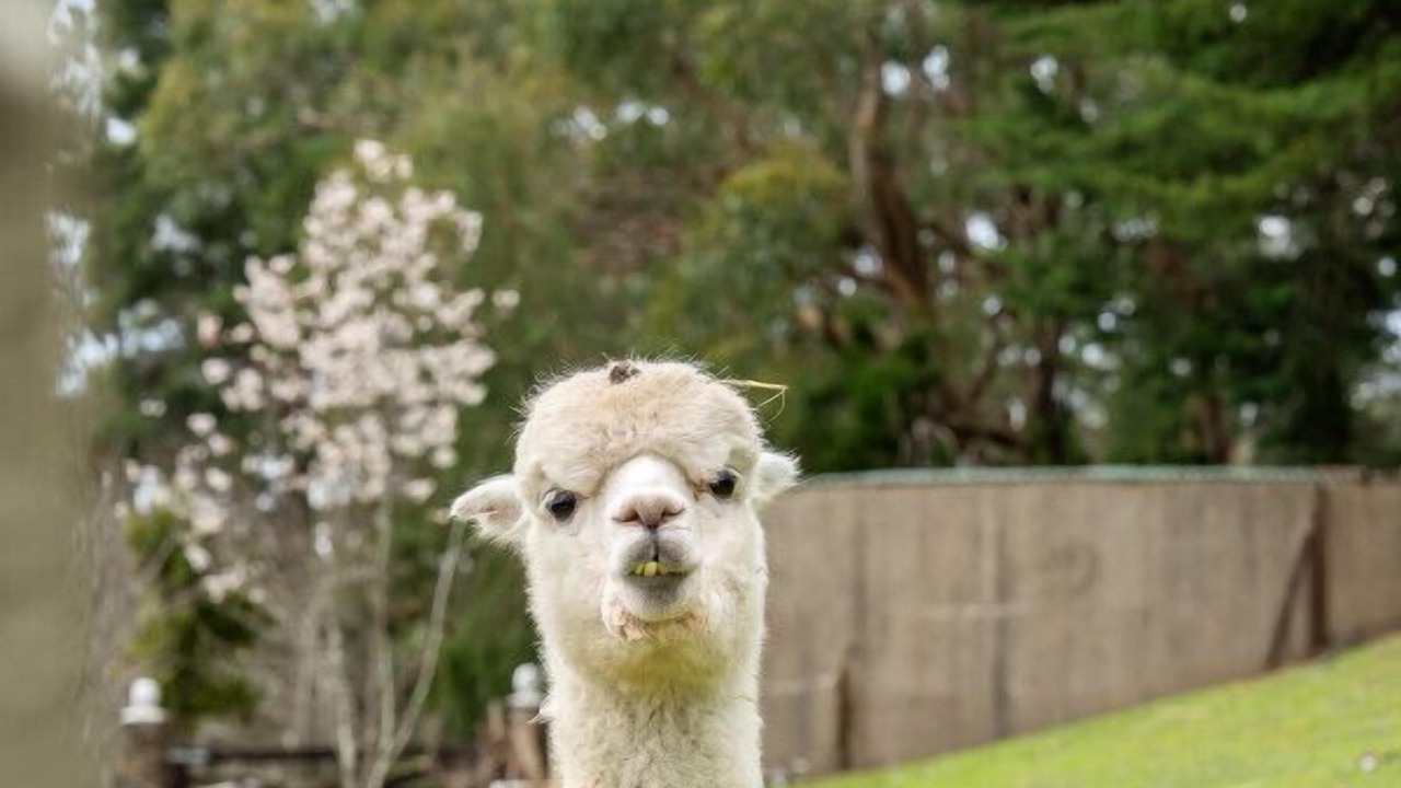 Photo of Others in Basket Range