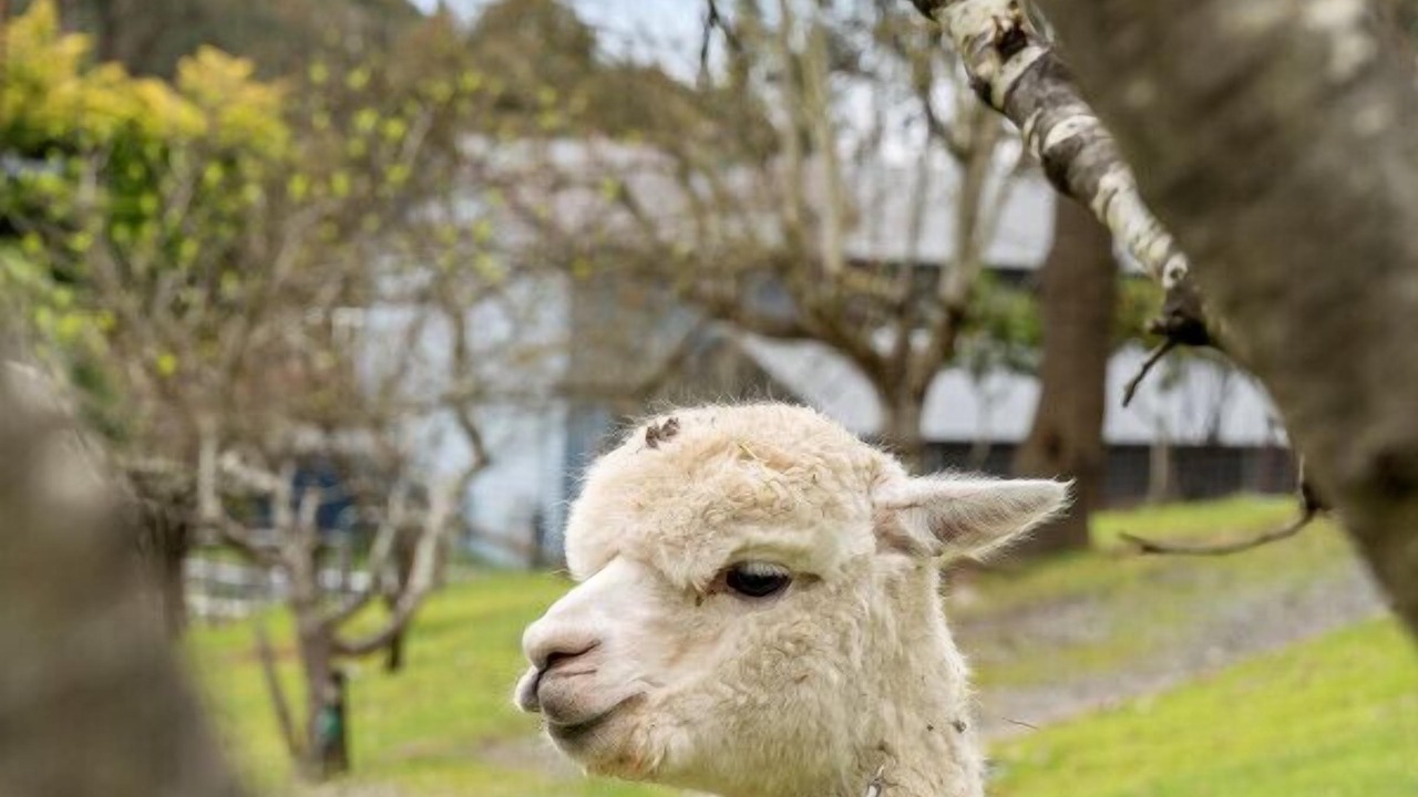 Photo of Others in Basket Range