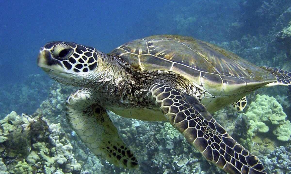 Photo of Others in Punaluu