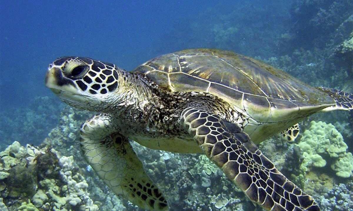 Photo of Others in Punaluu