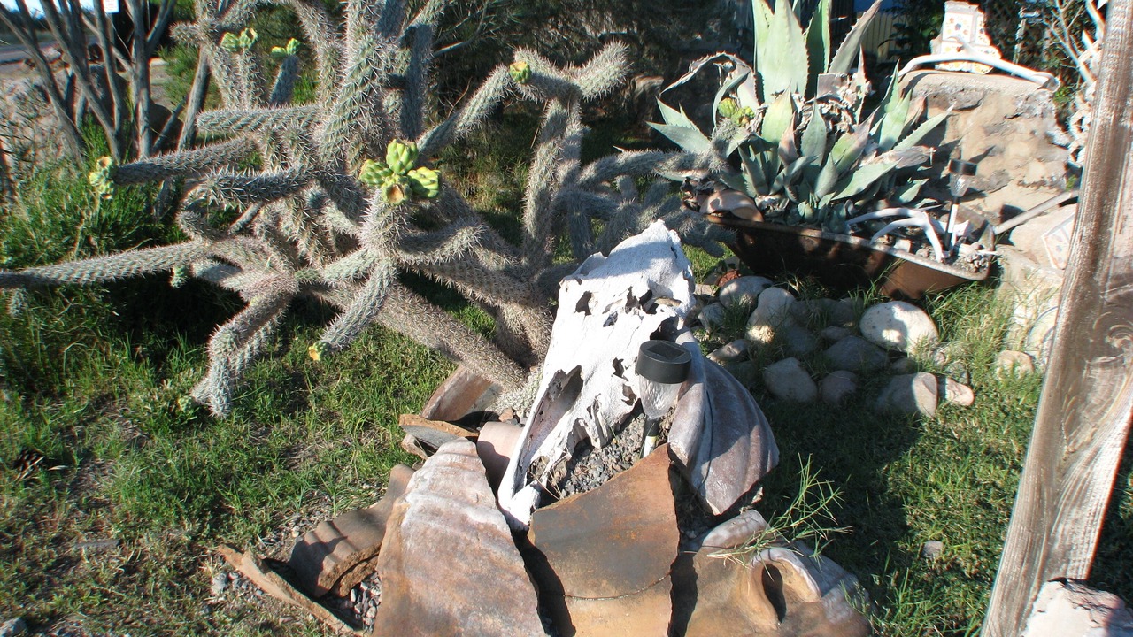 Photo of Outdoor in Rodeo