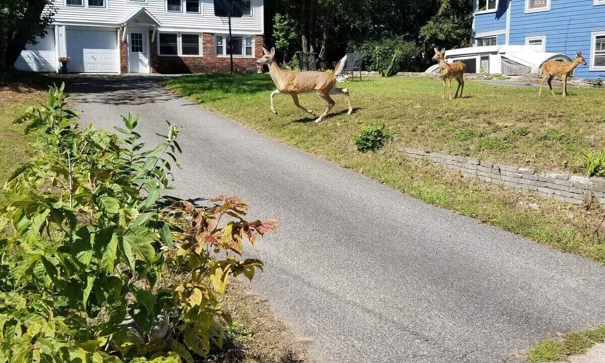 Photo of Outdoor in Saranac Lake