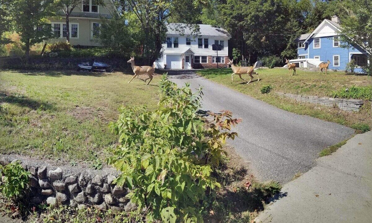Photo of Outdoor in Saranac Lake