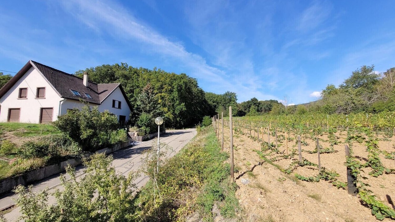 Photo of Others in Mittelbergheim