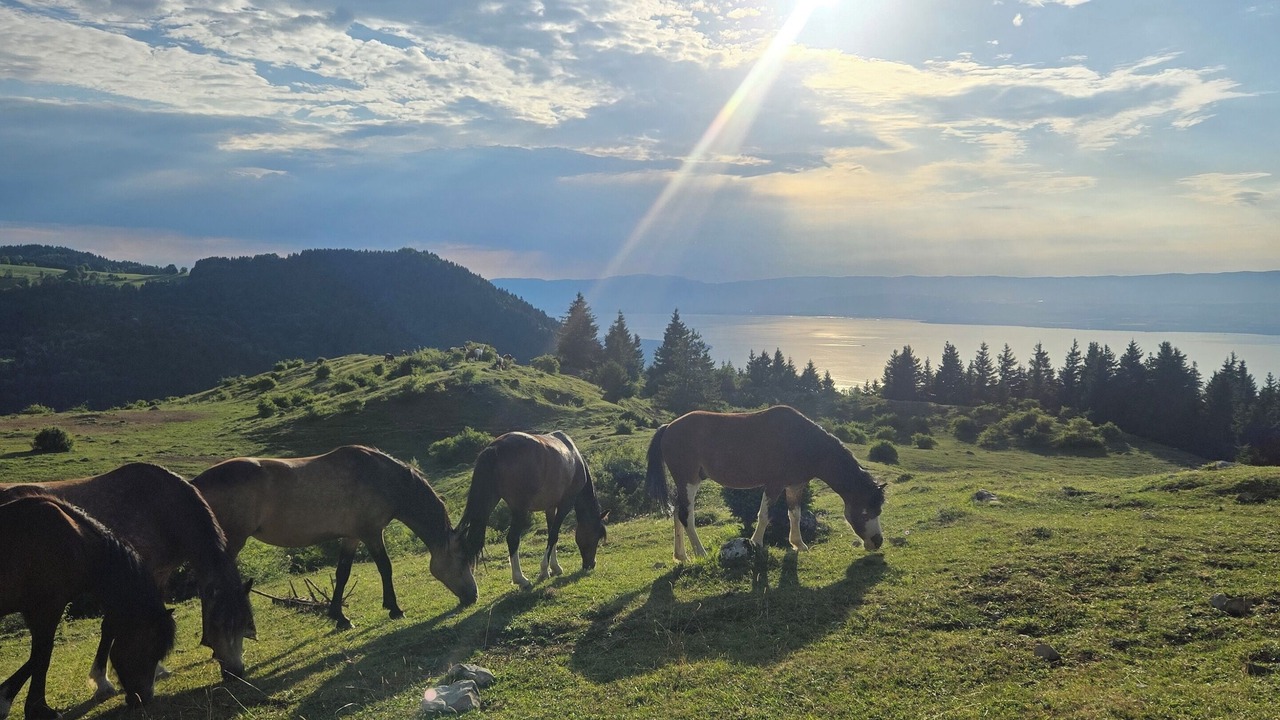 Photo of Others in Thollon-les-Memises