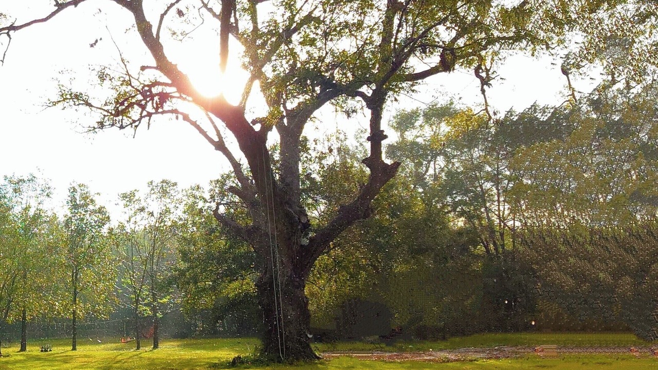 Photo of Others in Alvin