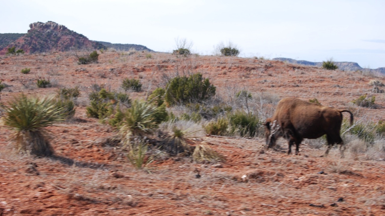 Photo of Others in Silverton