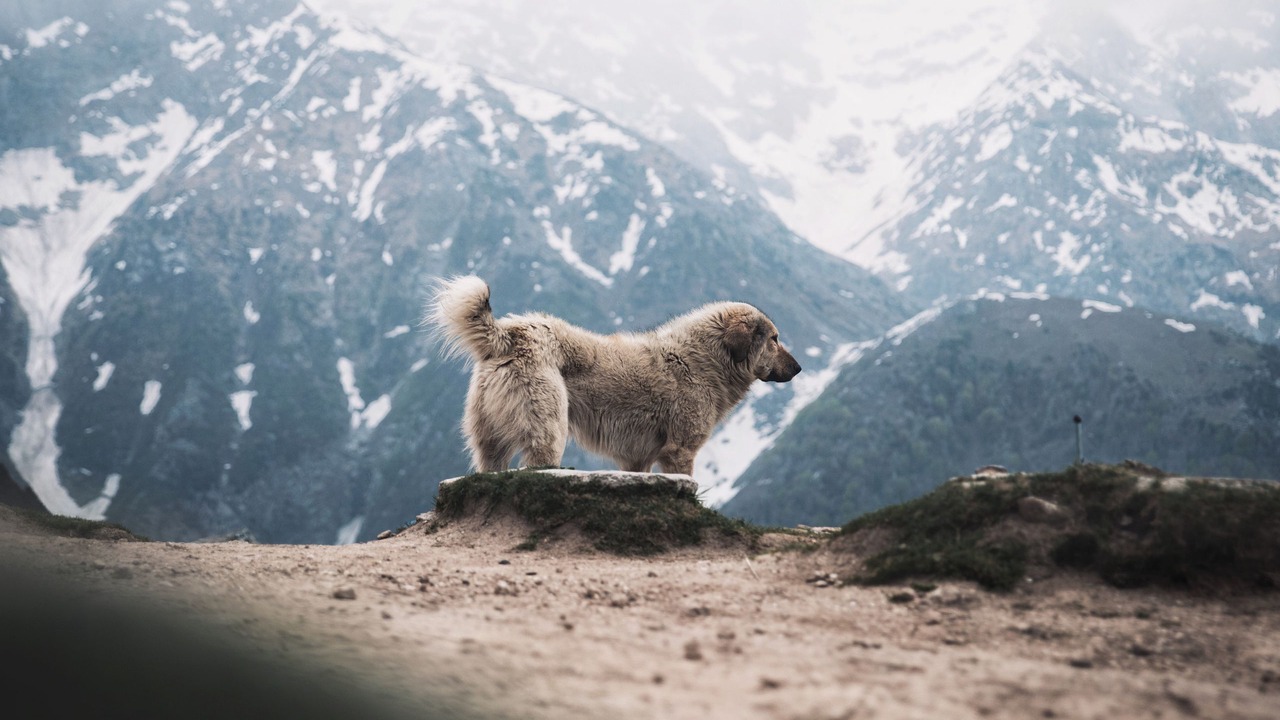 Photo of Others in Bagneres-de-Luchon