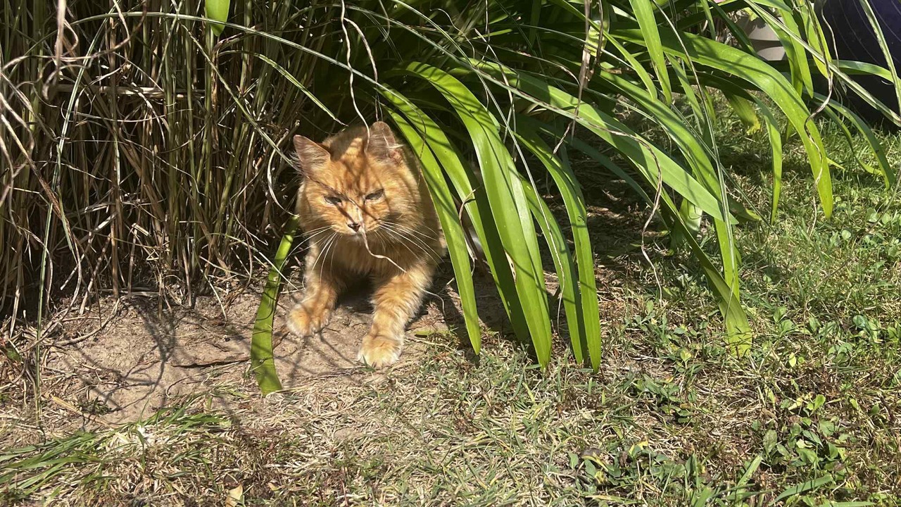 Photo of Outdoor in Landunvez