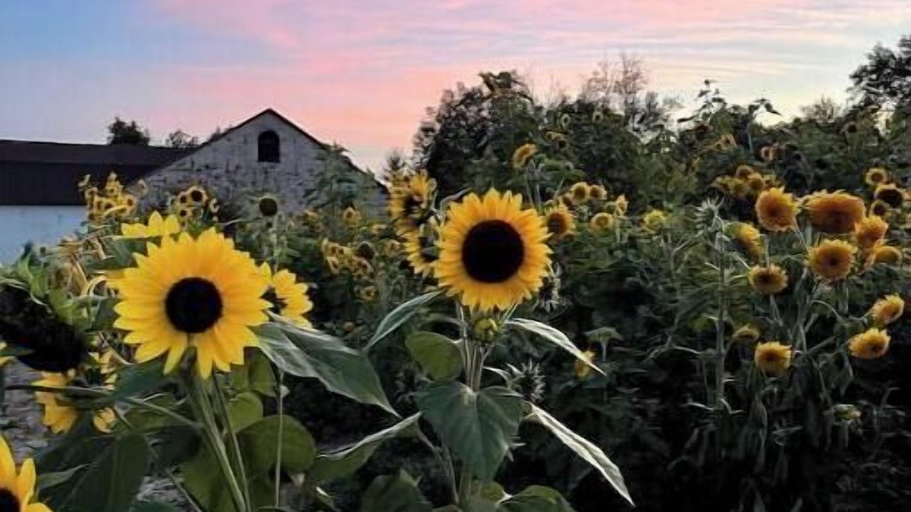 Photo of Others in Elora