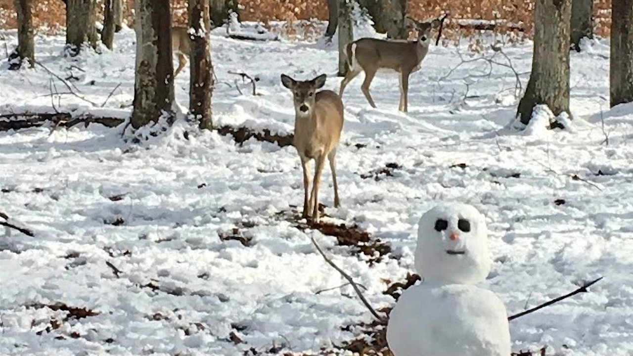 Photo of Others in Timberline