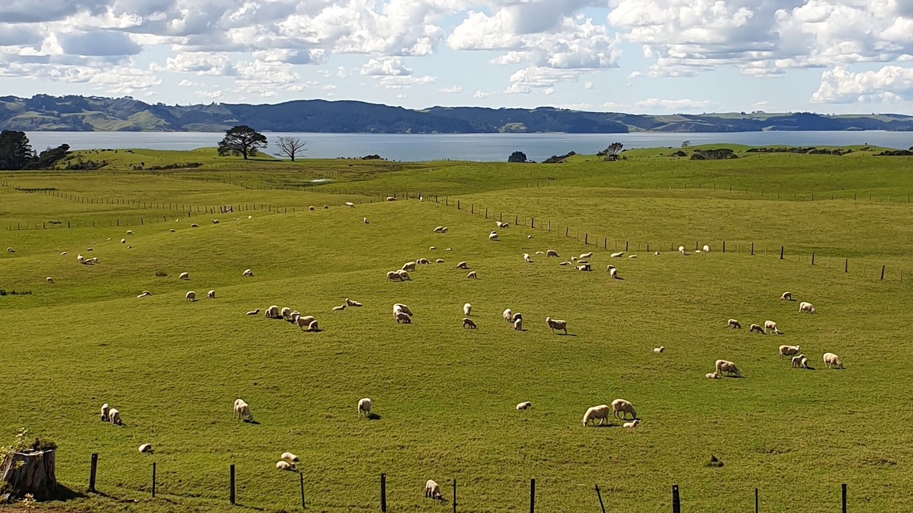 Photo of Others in Te Kopuru