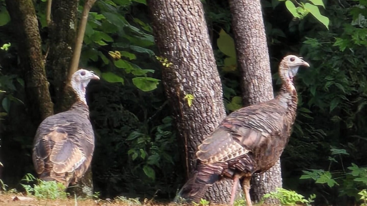 Photo of Others in Greenback