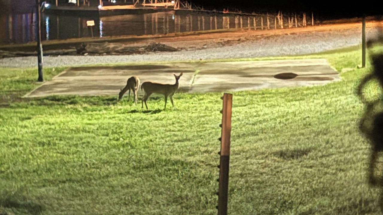 Photo of Others in Cleora