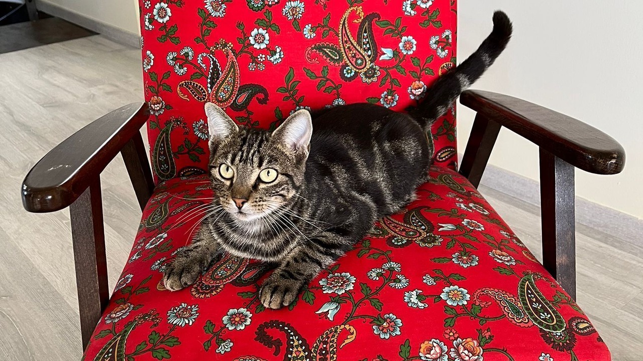 Photo of Others in Ladoix-Serrigny