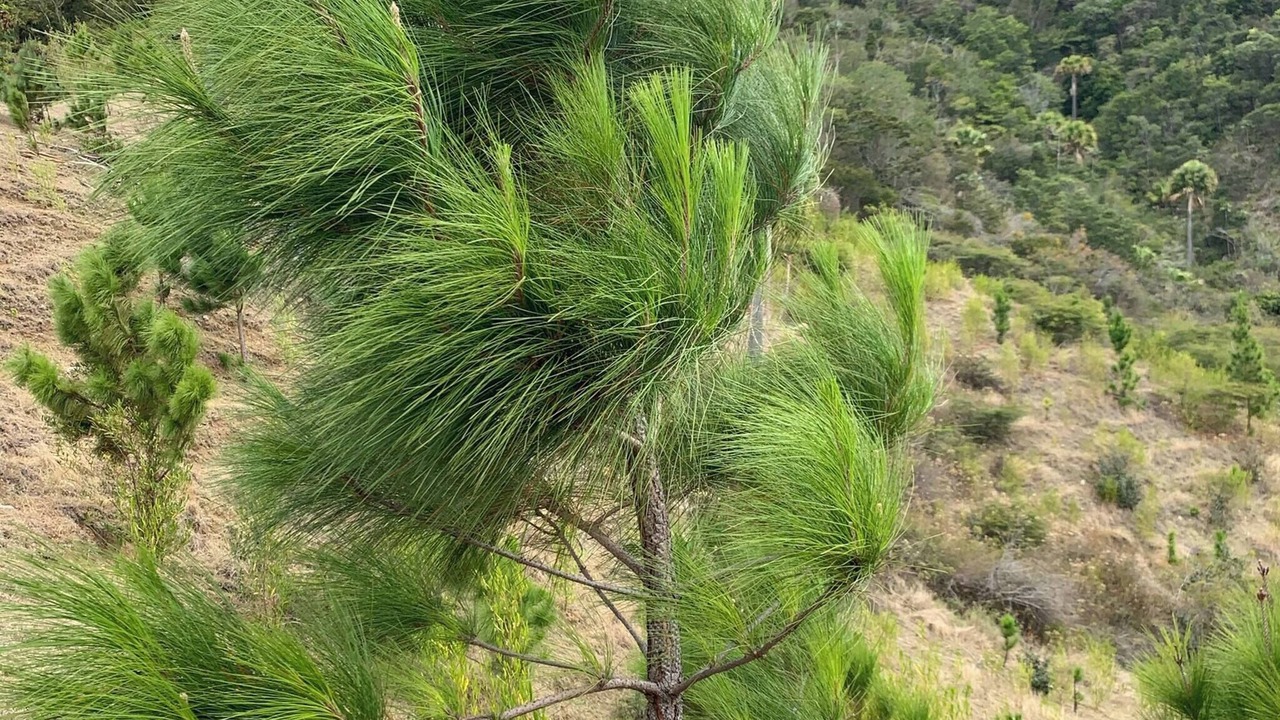 Photo of Others in San Jose de Ocoa