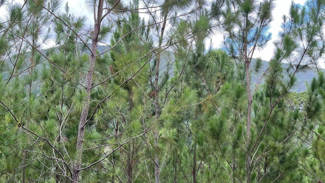 Photo of Others in San Jose de Ocoa