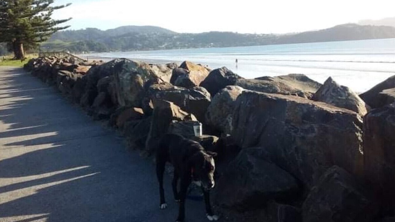 Photo of Others in Whitianga