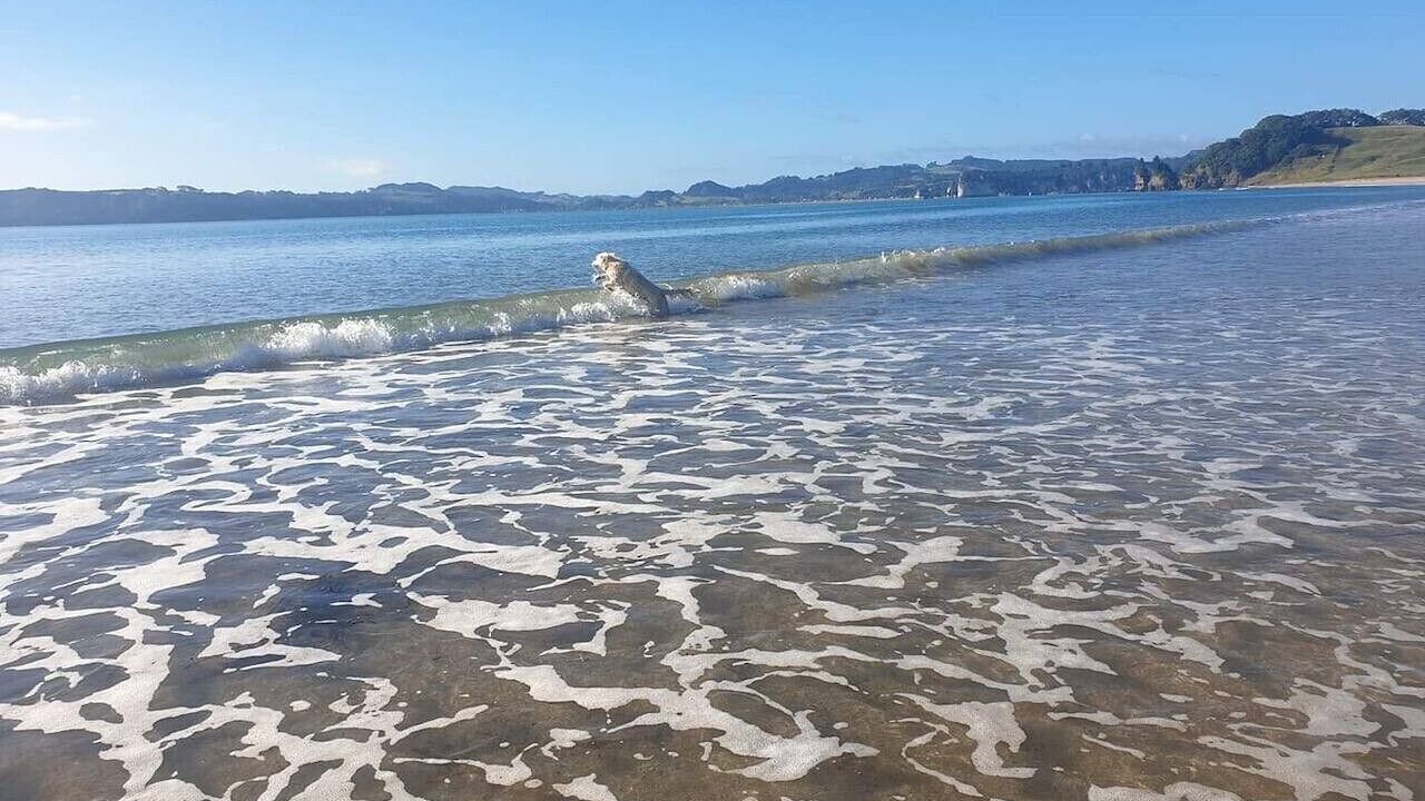 Photo of Others in Whitianga