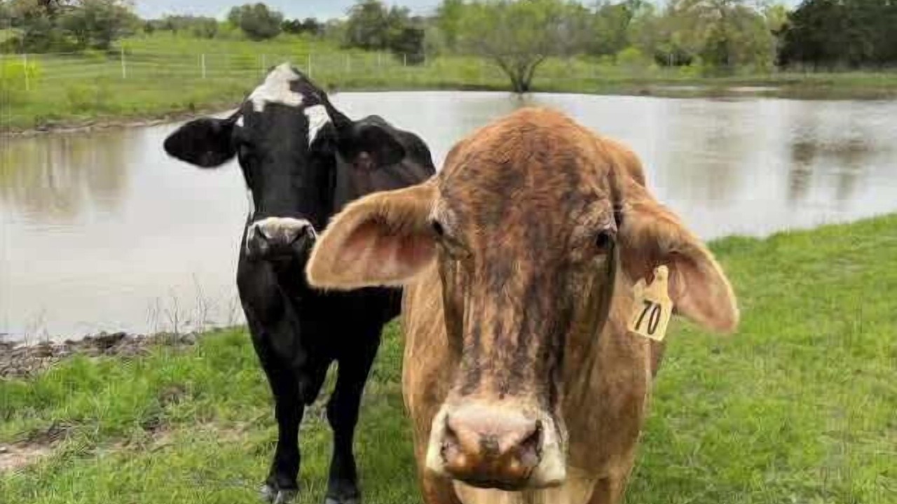 Photo of Others in Cedar Creek