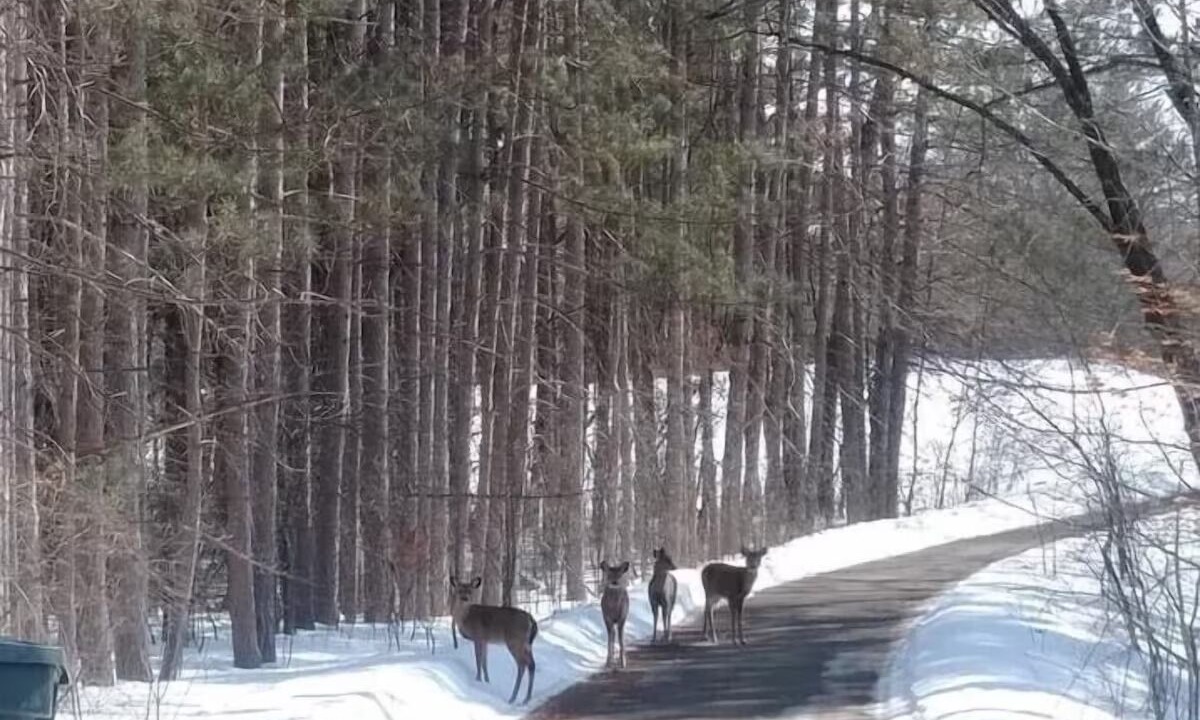 Photo of Others in Deerwood