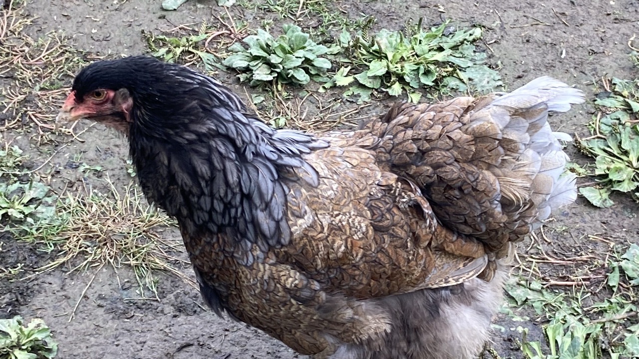 Photo of Others in Cleville