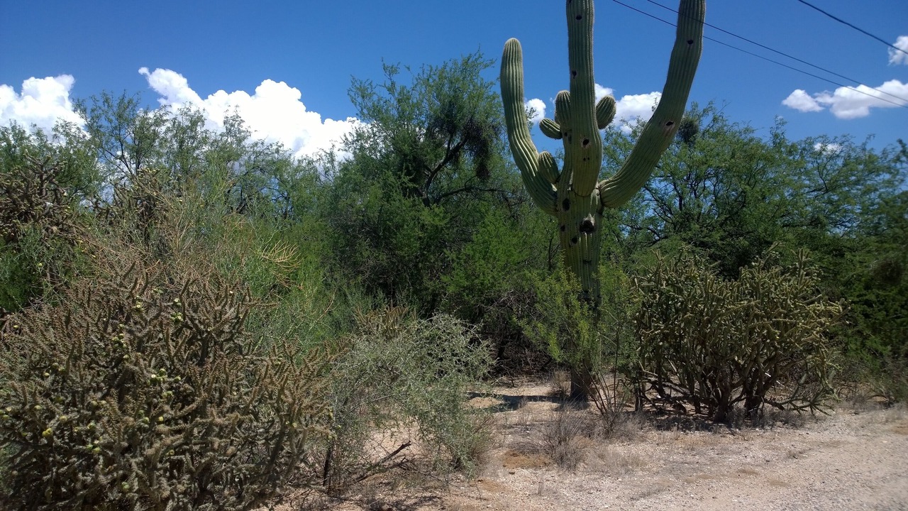 Photo of Others in Tanque Verde