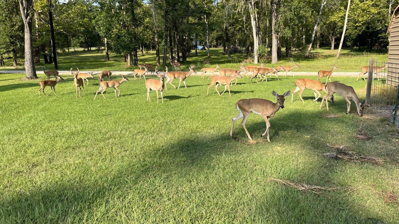 Photo of Others in Lake Houston