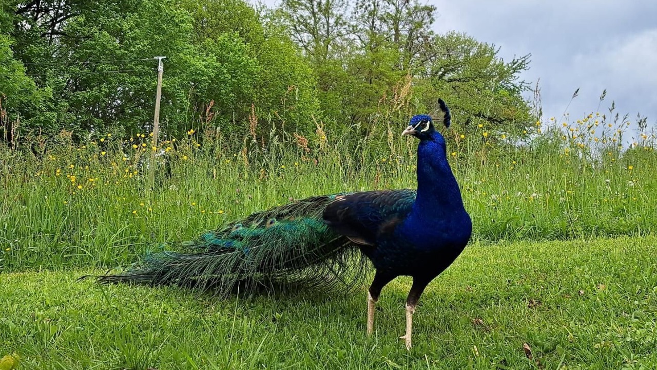 Photo of Others in Avressieux