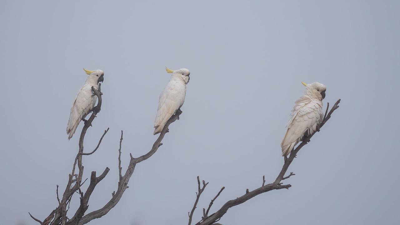 Photo of Others in Warrenmang