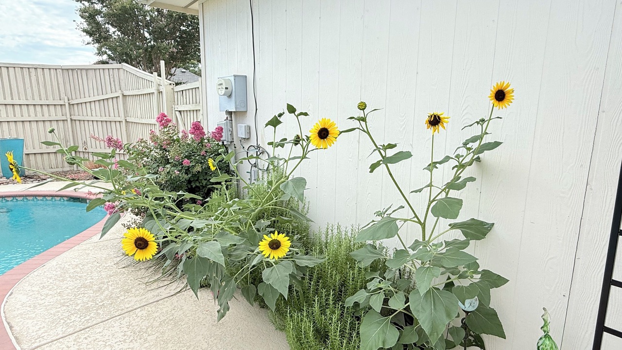 Photo of Outdoor in The Colony