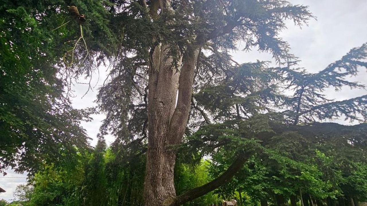 Photo of Others in Sainte-Maure-de-Touraine