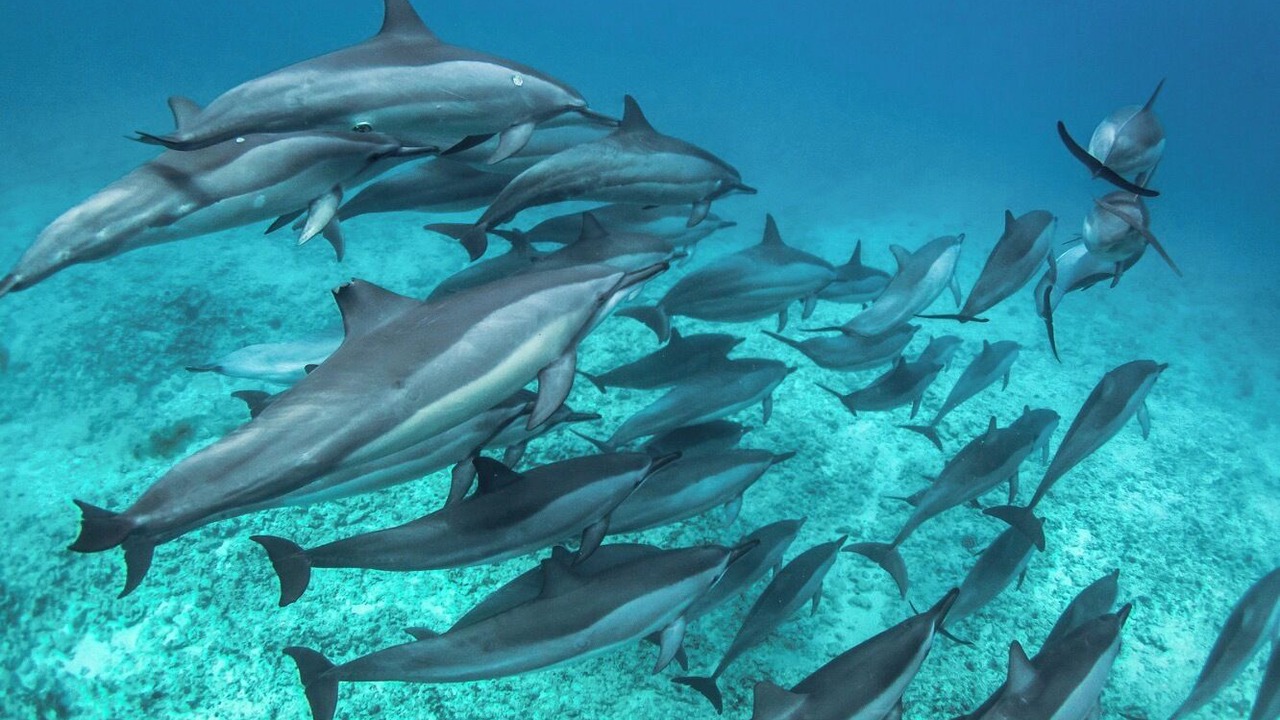 Photo of Others in Kapolei