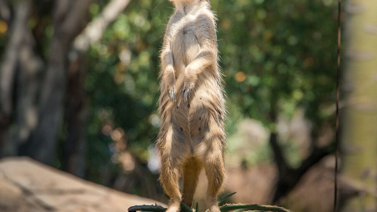 Photo of Others in Peachester